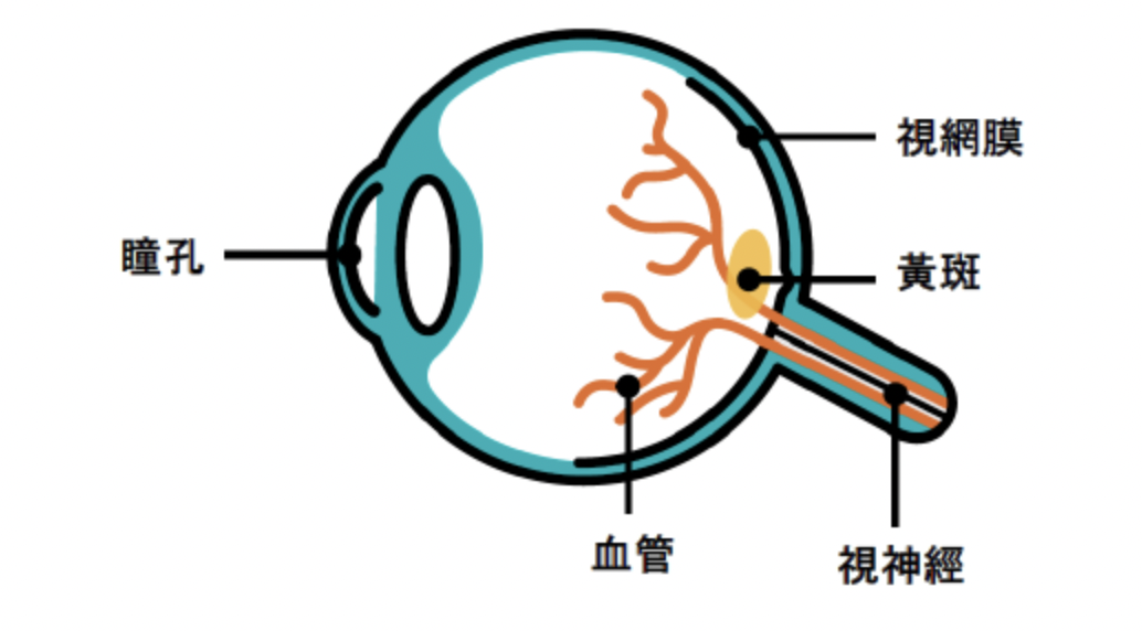 黃斑部病變-玻璃體注射-文山上明眼科