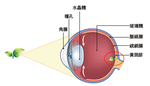 黃斑部病變-玻璃體注射-文山上明眼科